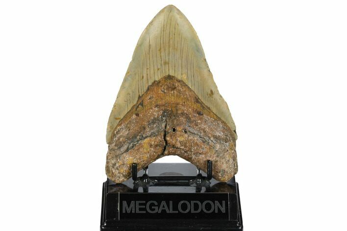 Fossil Megalodon Tooth - North Carolina #172586